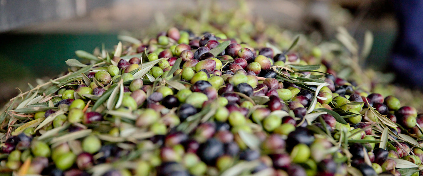 New Arrivals 2020: California Oils and Frantoio Franci Villa Magra