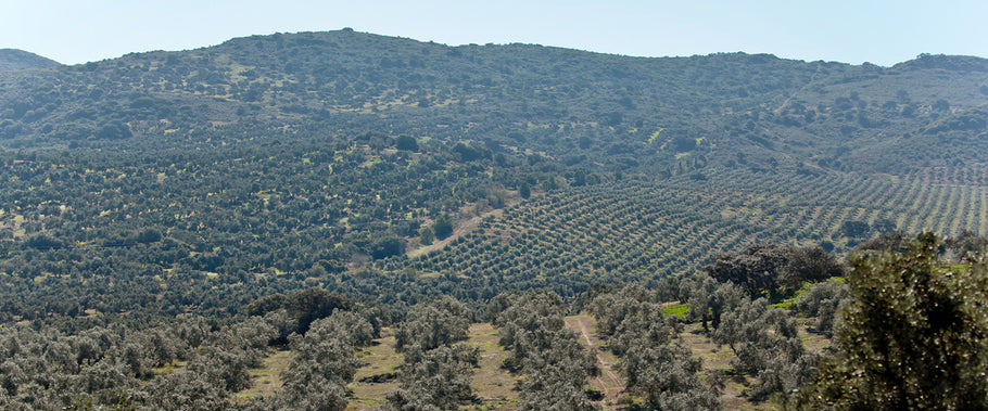 New Arrivals 2020: Your home for the best Spanish EVOO