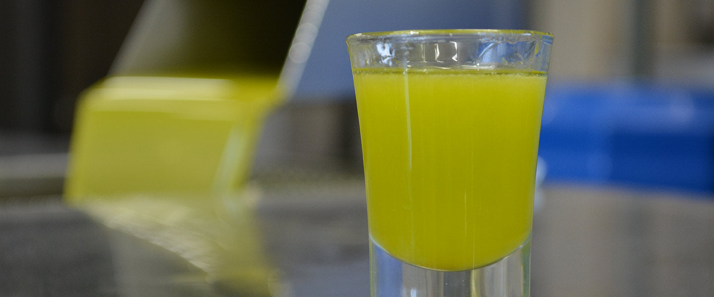 Glass filled with freshly extracted olive oil.