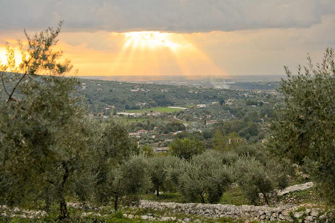 Iannotta article