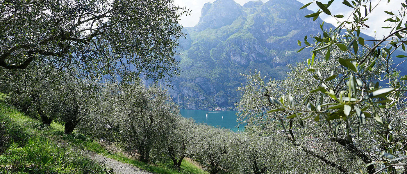 Olive groves at Lake Garda beneath the mountains of Alto Garda, Trentino.
