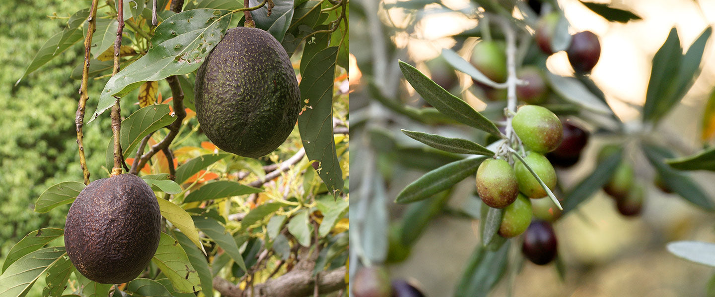 Ripe avocados hanging from a tree and olives growing on branches.