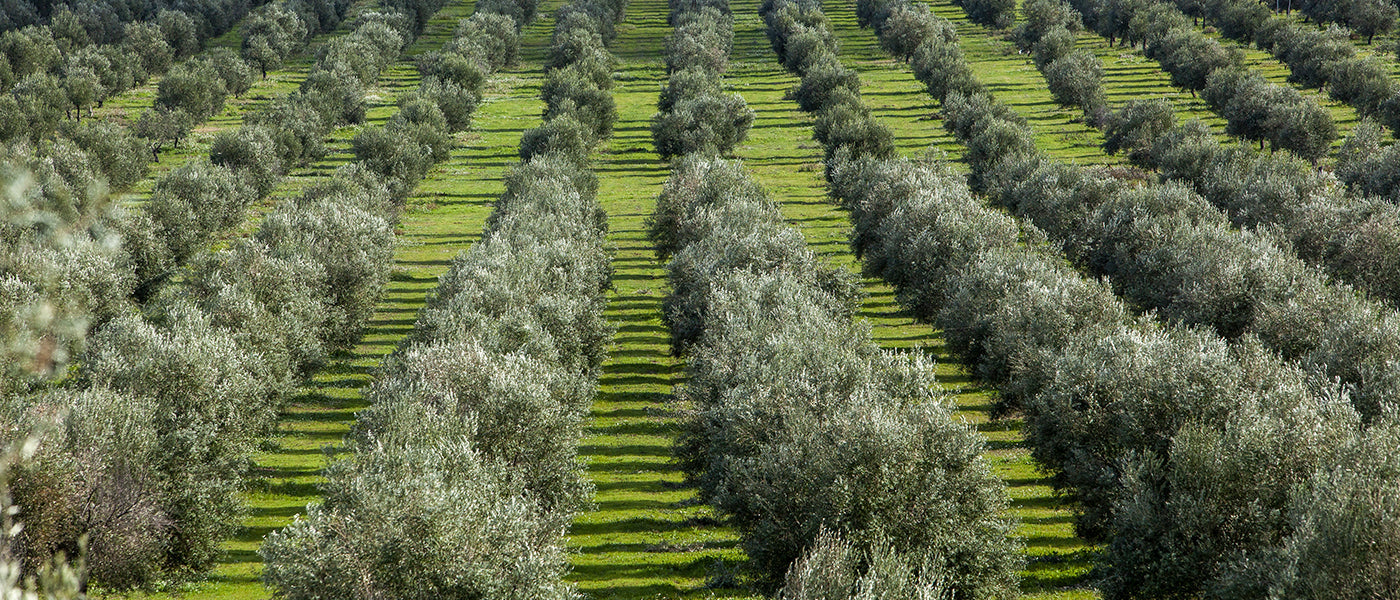 Aligned rows of mature olive trees across the Castillo de Canena estate in Andalusia.