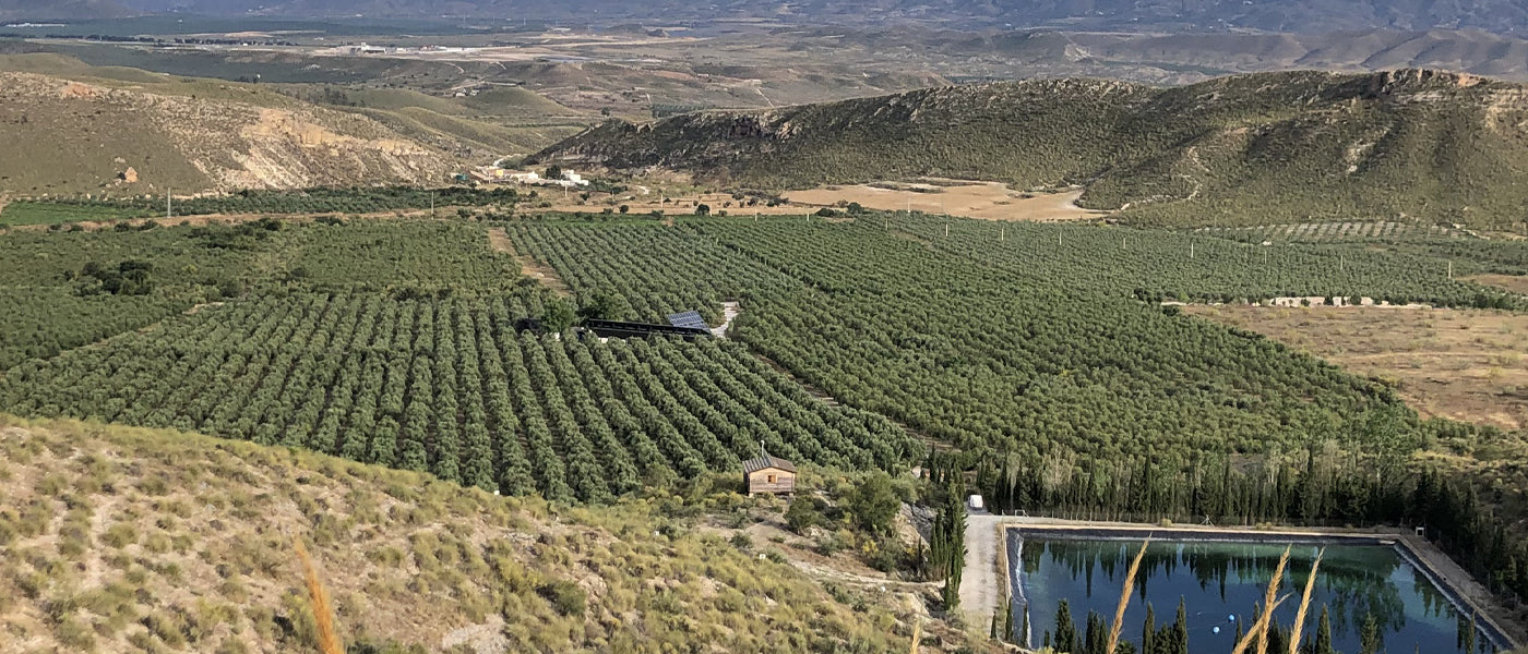 Panoramic view of Oro del Desierto’s olive estate.