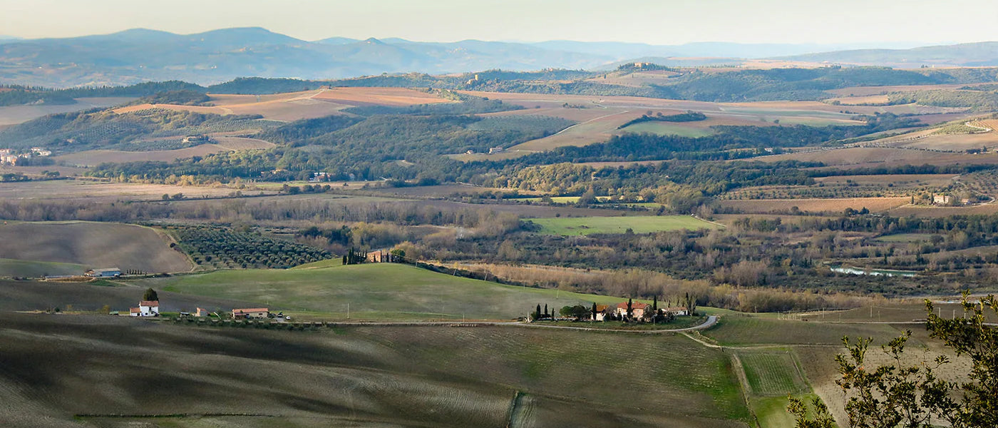 Panoramic view of farmland, and olive groves in southern Tuscany.