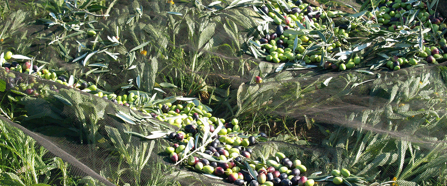 Freshly harvested green and purple olives with leafy branches.