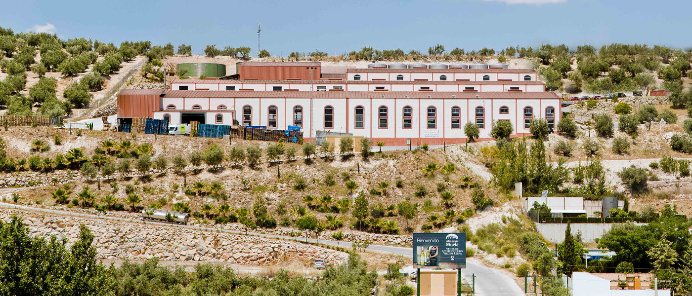 View of Almazara de Muela mill surrounded by hillside olive groves.