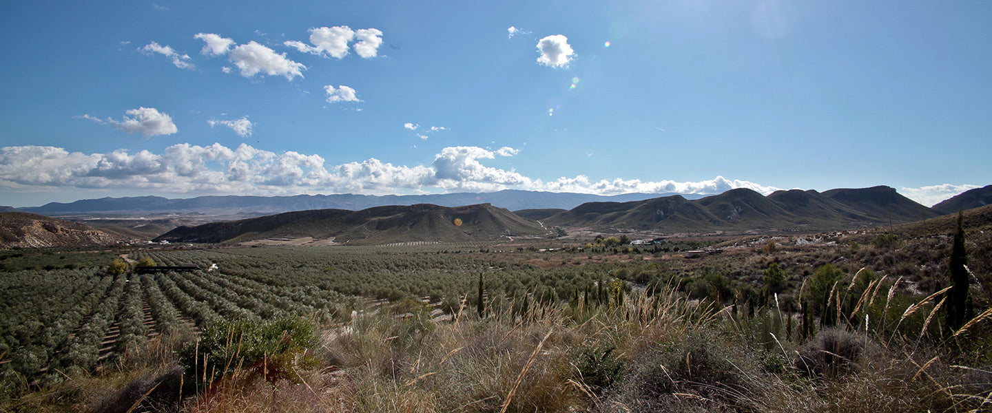 Oro del Desierto article