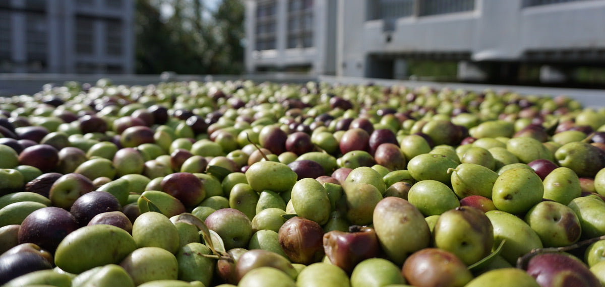 Freshly harvested green and purple olives spread across a large outdoor sorting table at an olive mill.