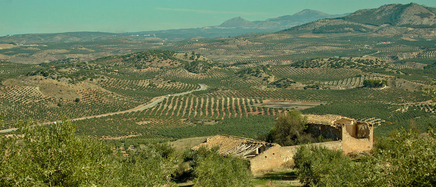 Panoramic Andalusian olive groves with a traditional farmhouse in Córdoba, Spain.
