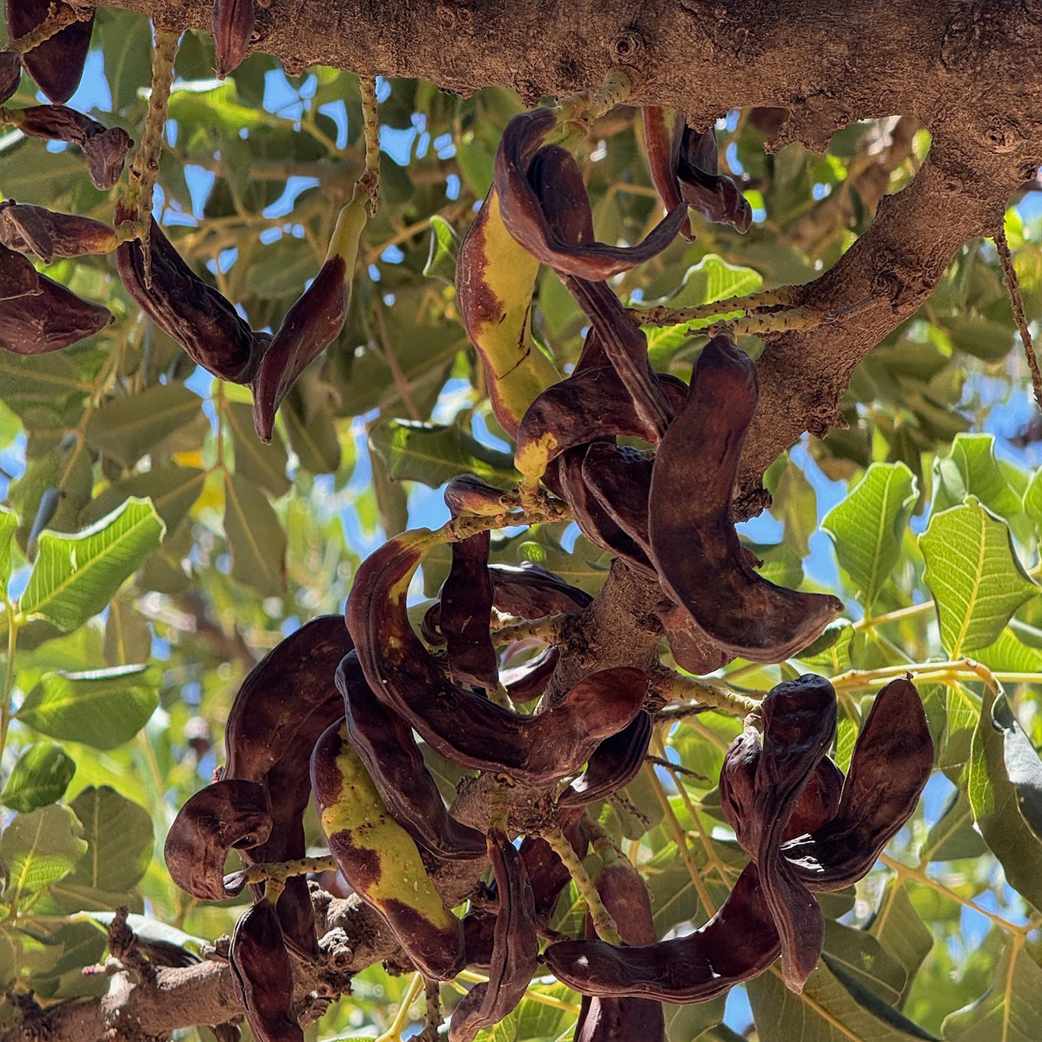 Entelia Carob Cretan Honey