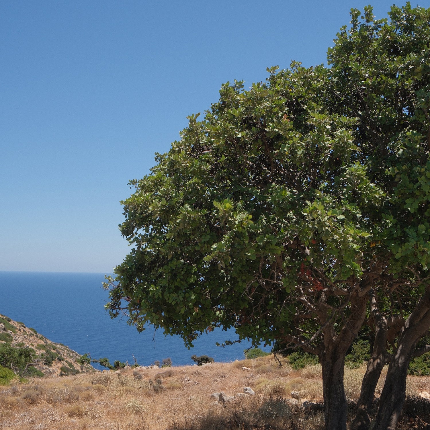 Entelia Carob Cretan Honey