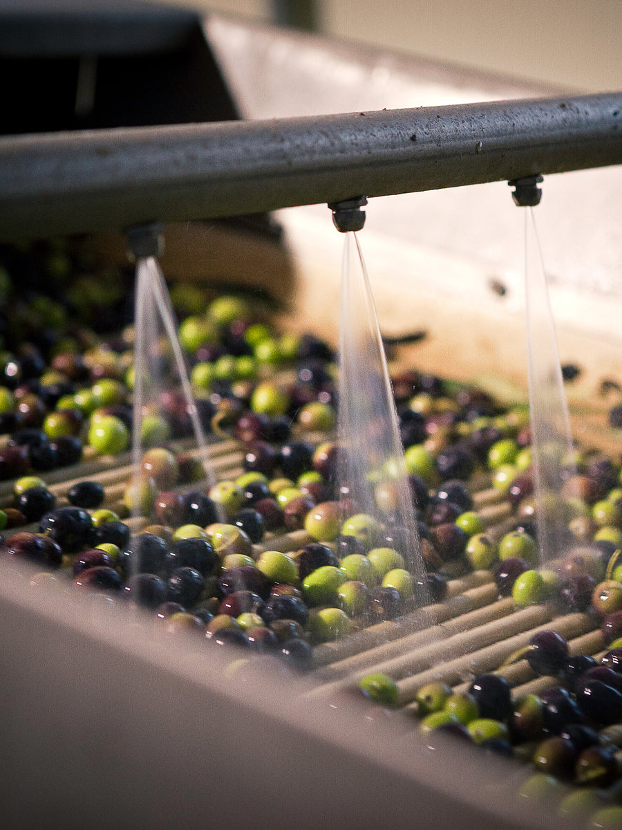 Frantoio Bonamini Vert de Vertes Extra Virgin Olive Oil 16.9 fl oz