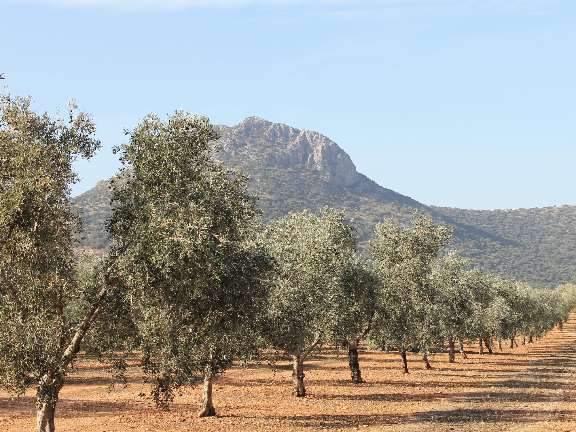 Oleoestepa Arbequina