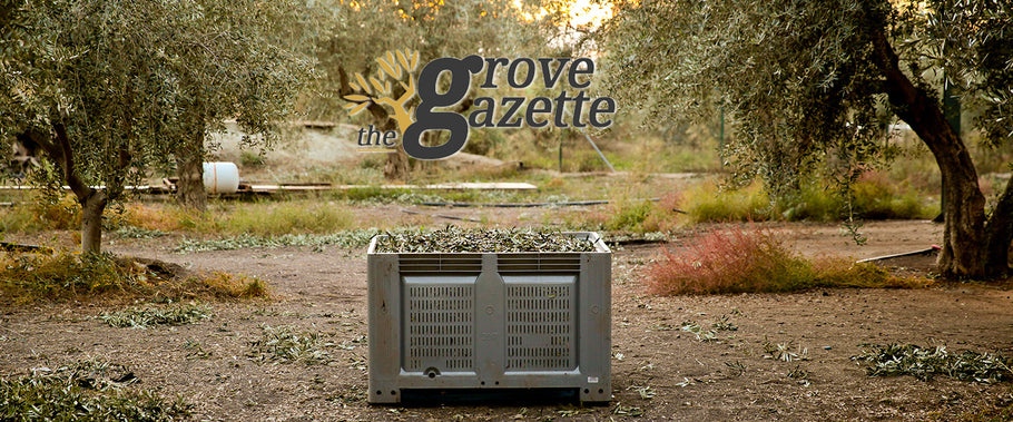 The Grove Gazette - Winter 2020
