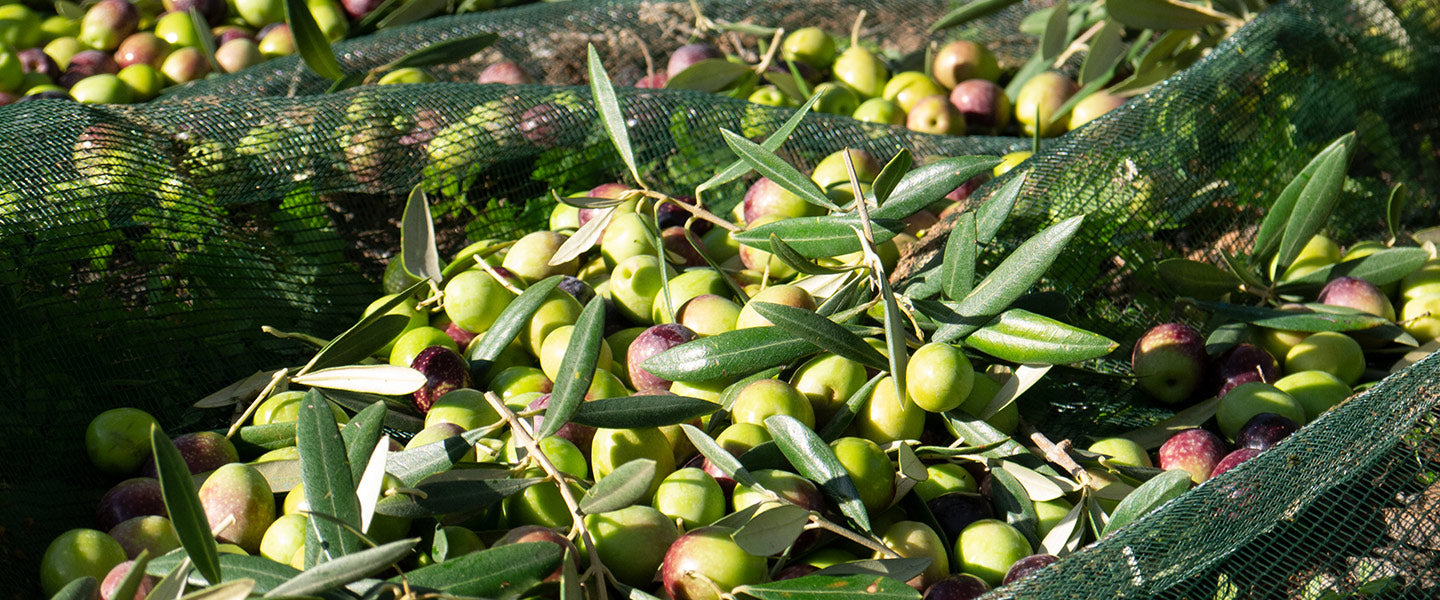 Freshly harvested green and ripening purple olives with leafy branches gathered on collection nets.