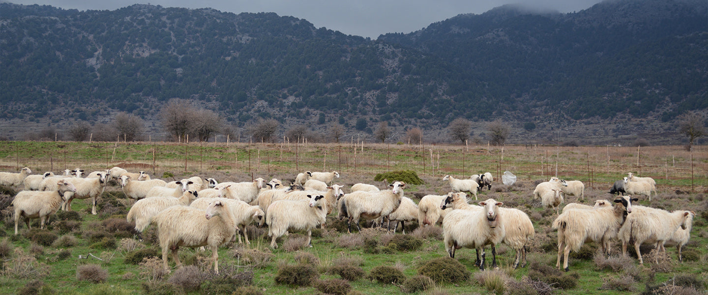Sustainable olive oil production in Crete