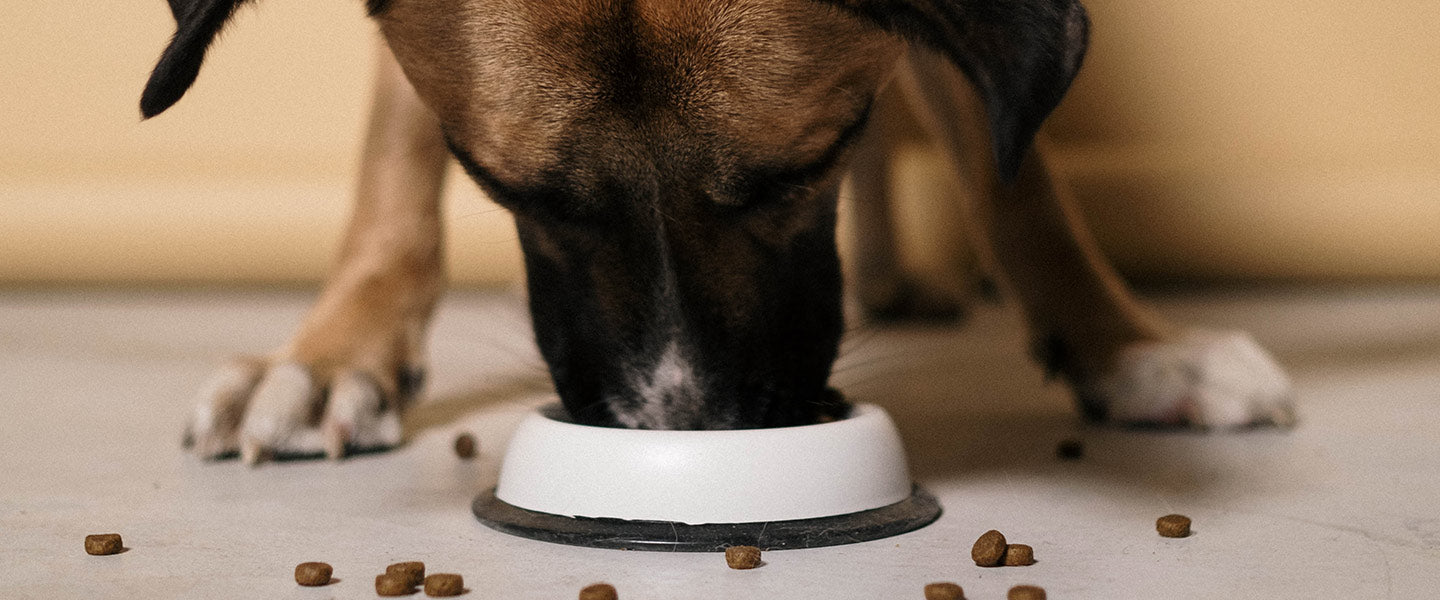 Dog eats from a white food bowl; pieces of kibble scattered across the floor.