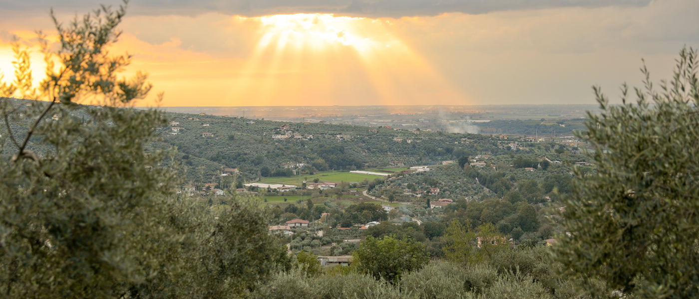 Iannotta landscape with hillside olive groves beneath golden sunset rays.