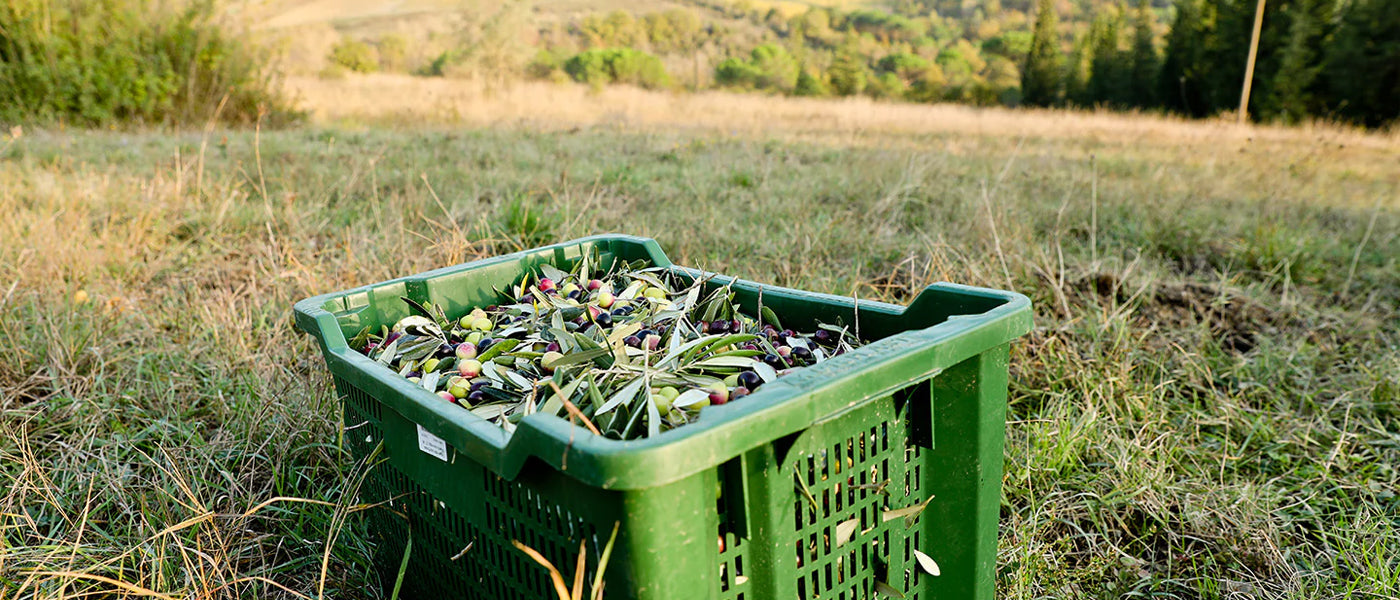 Green harvest crate filled with freshly picked green and purple olives.
