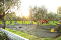 Accademia Olearia Fruttato