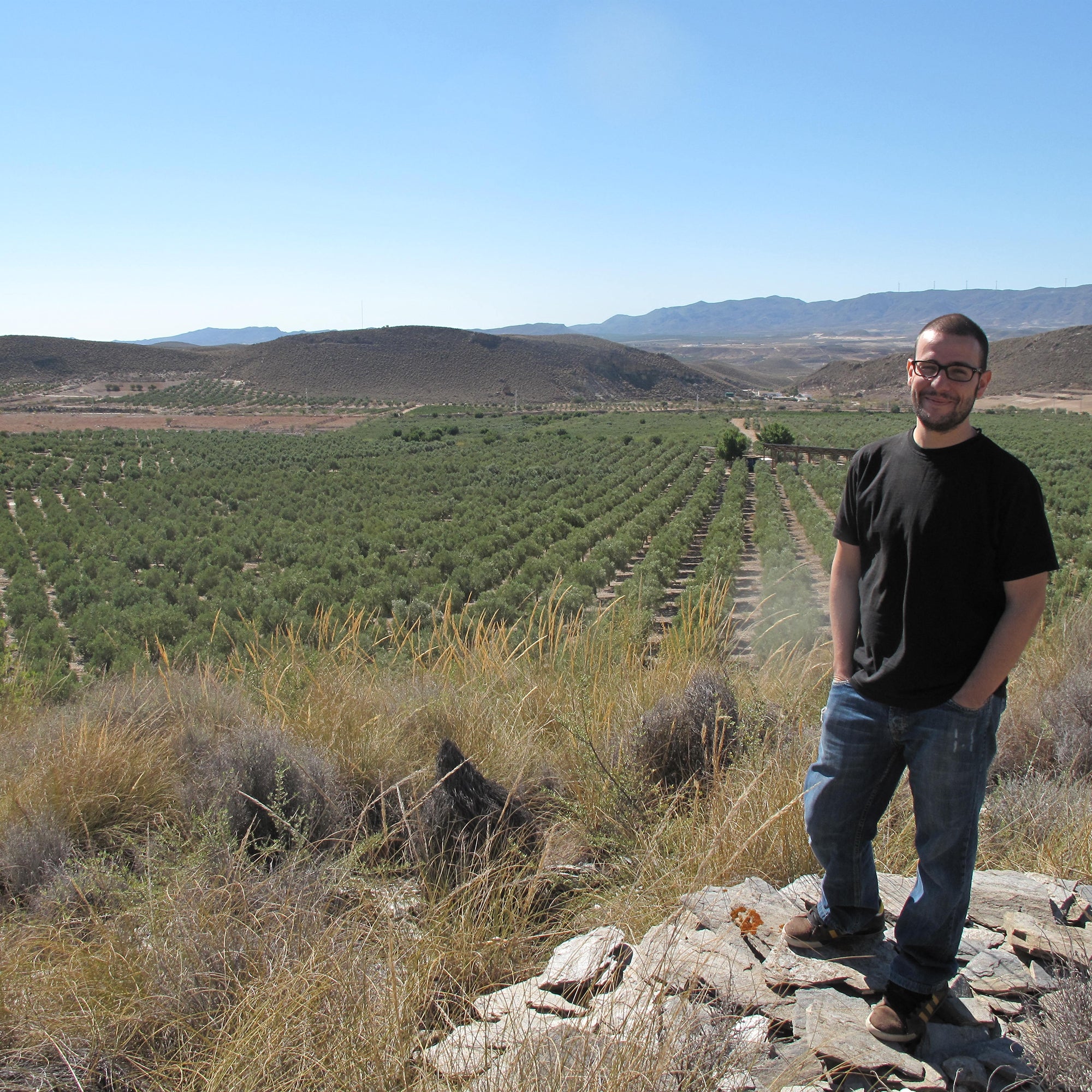 Organic olive groves in Almería, Andalusia, Spain, where Oro del Desierto olives are grown, showcasing traditional Mediterranean olive trees.