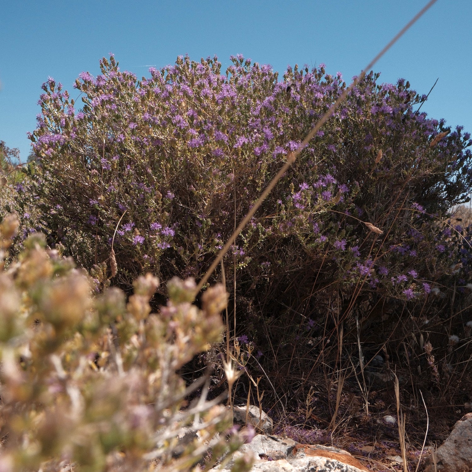 Entelia Thyme & Wild Flowers Cretan Honey XL