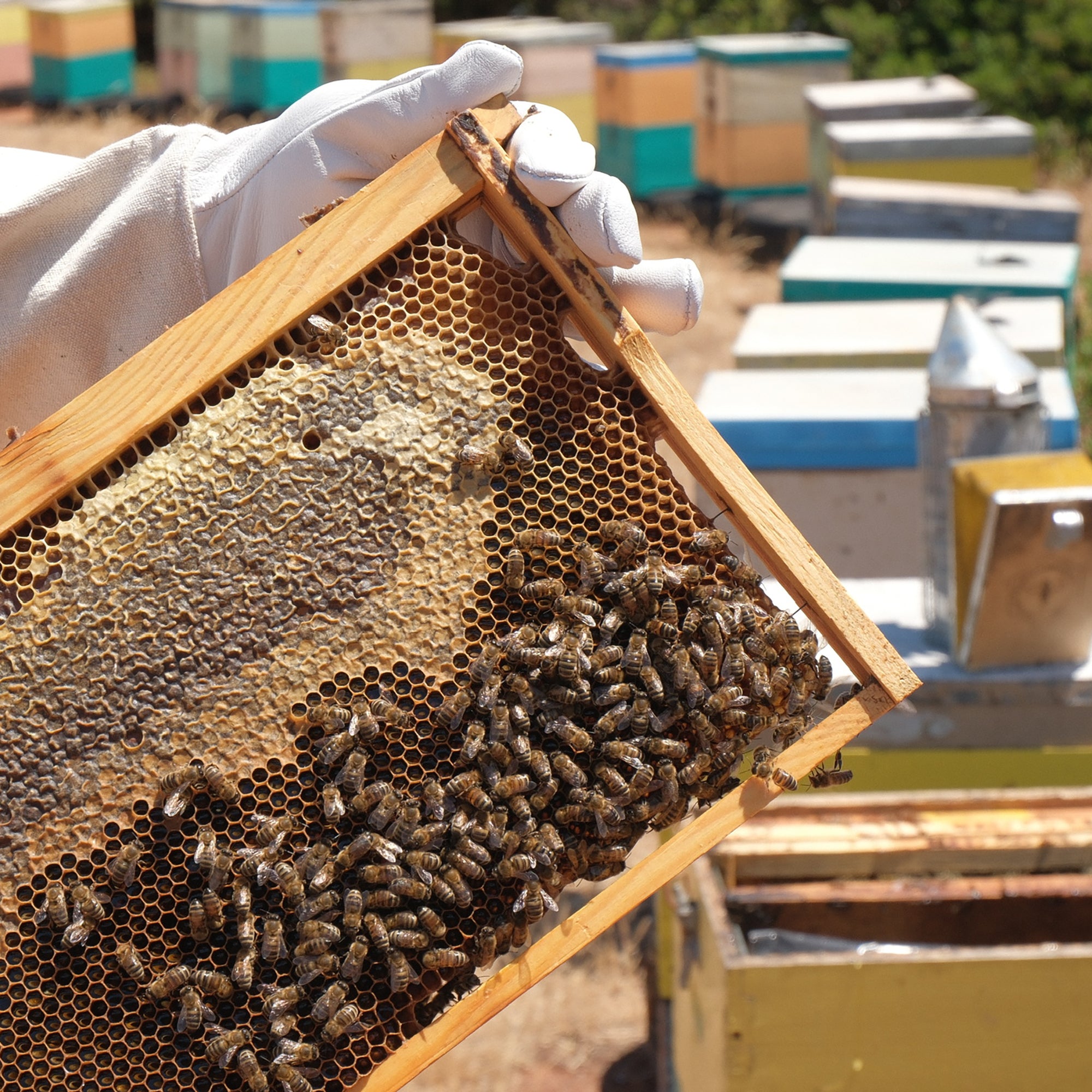 Entelia Pine & Wild Herbs Cretan Honey