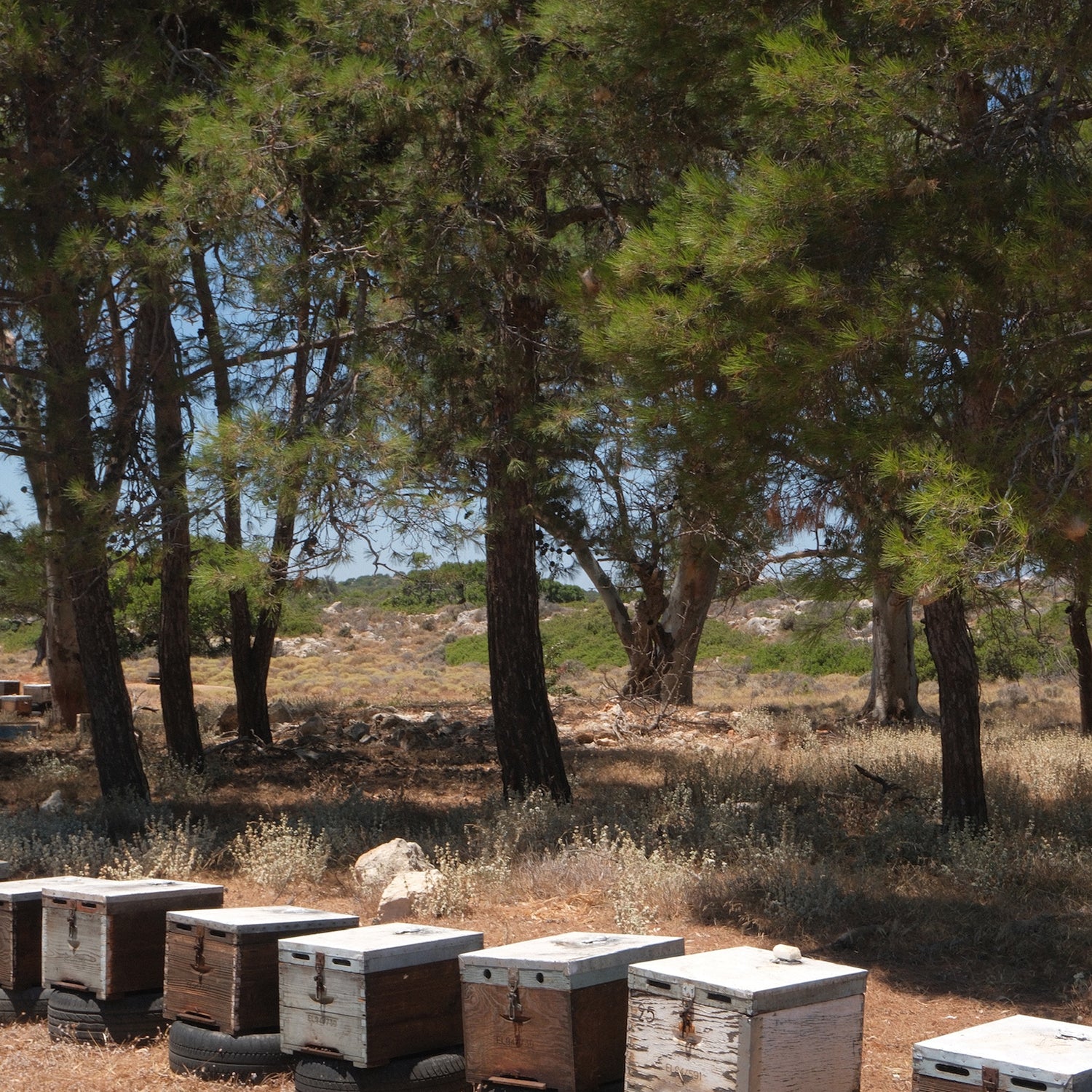 Entelia Pine & Wild Herbs Cretan Honey