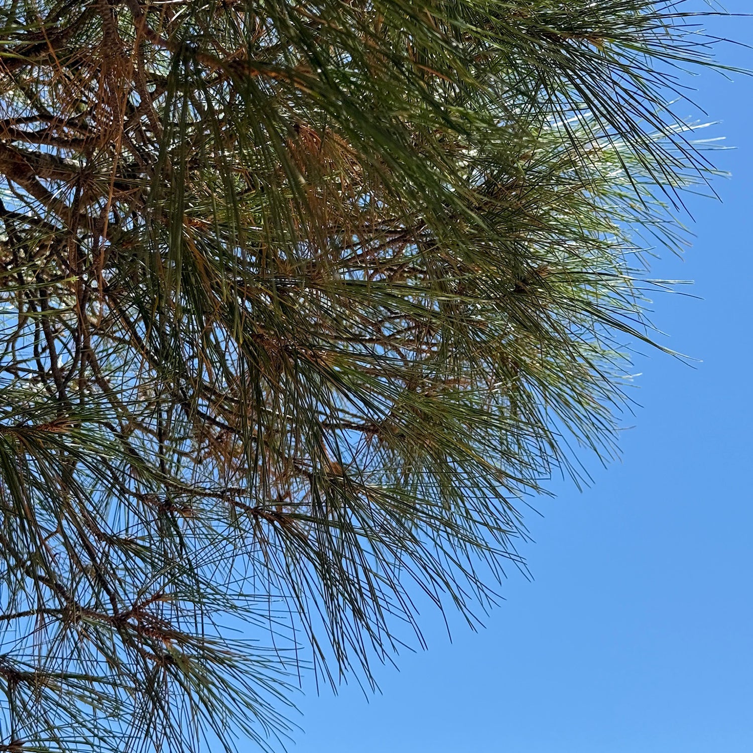 Entelia Pine & Wild Herbs Cretan Honey