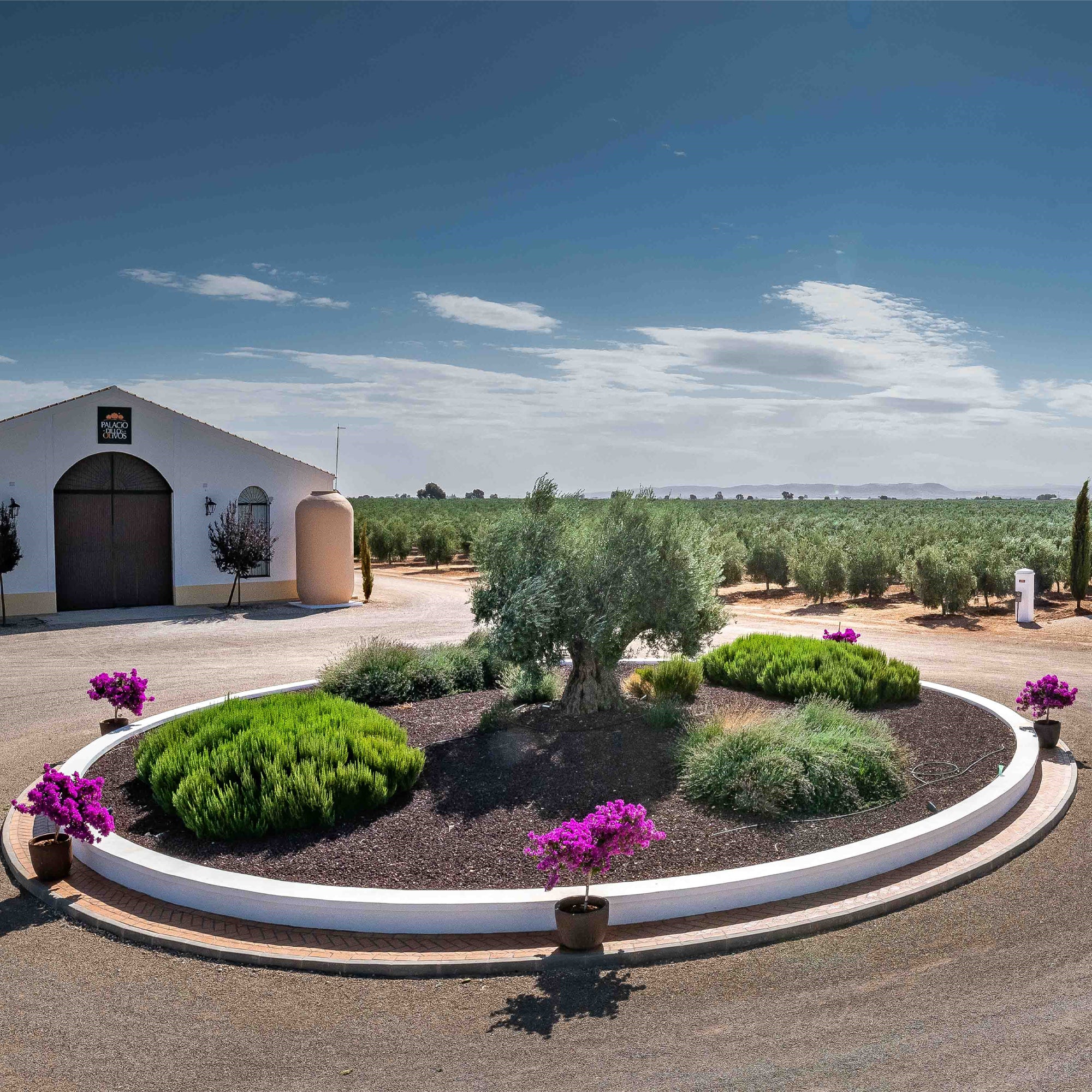 Palacio de los Olivos Picual DOP Aceite Campo De Calatrava