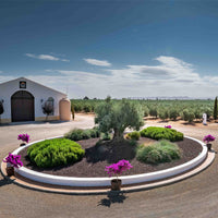 Palacio de los Olivos Picual DOP Aceite Campo De Calatrava