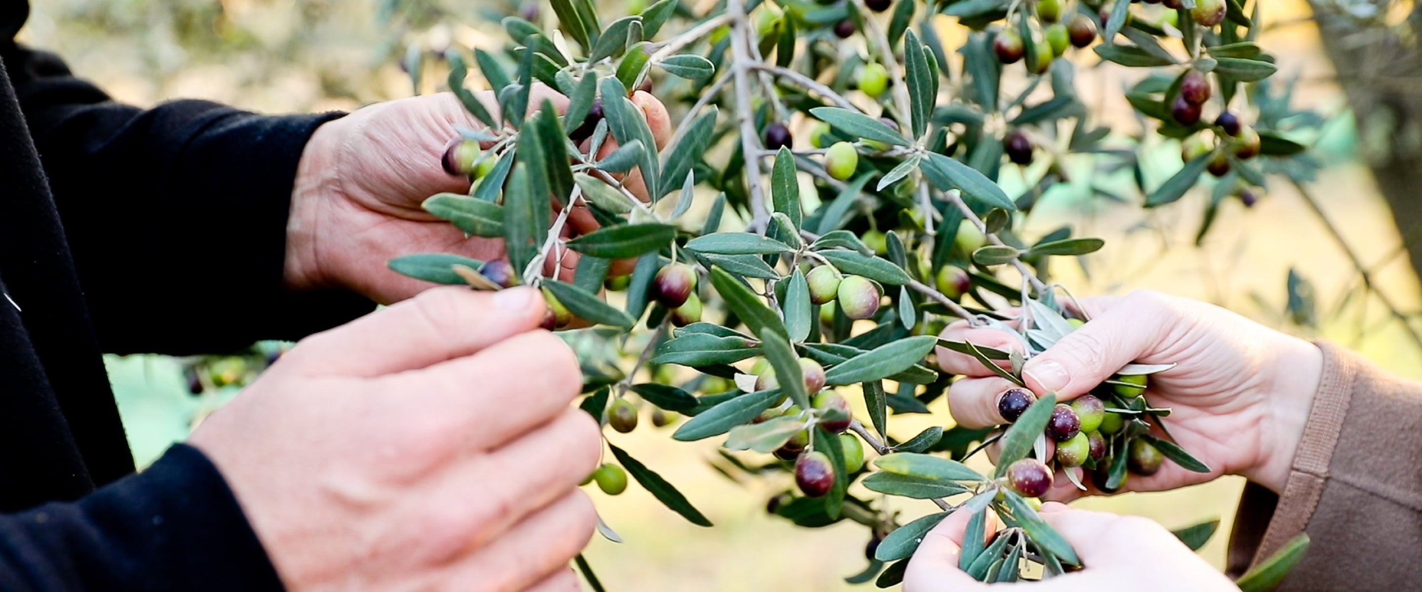 Learn How Olive Oil Is Made
