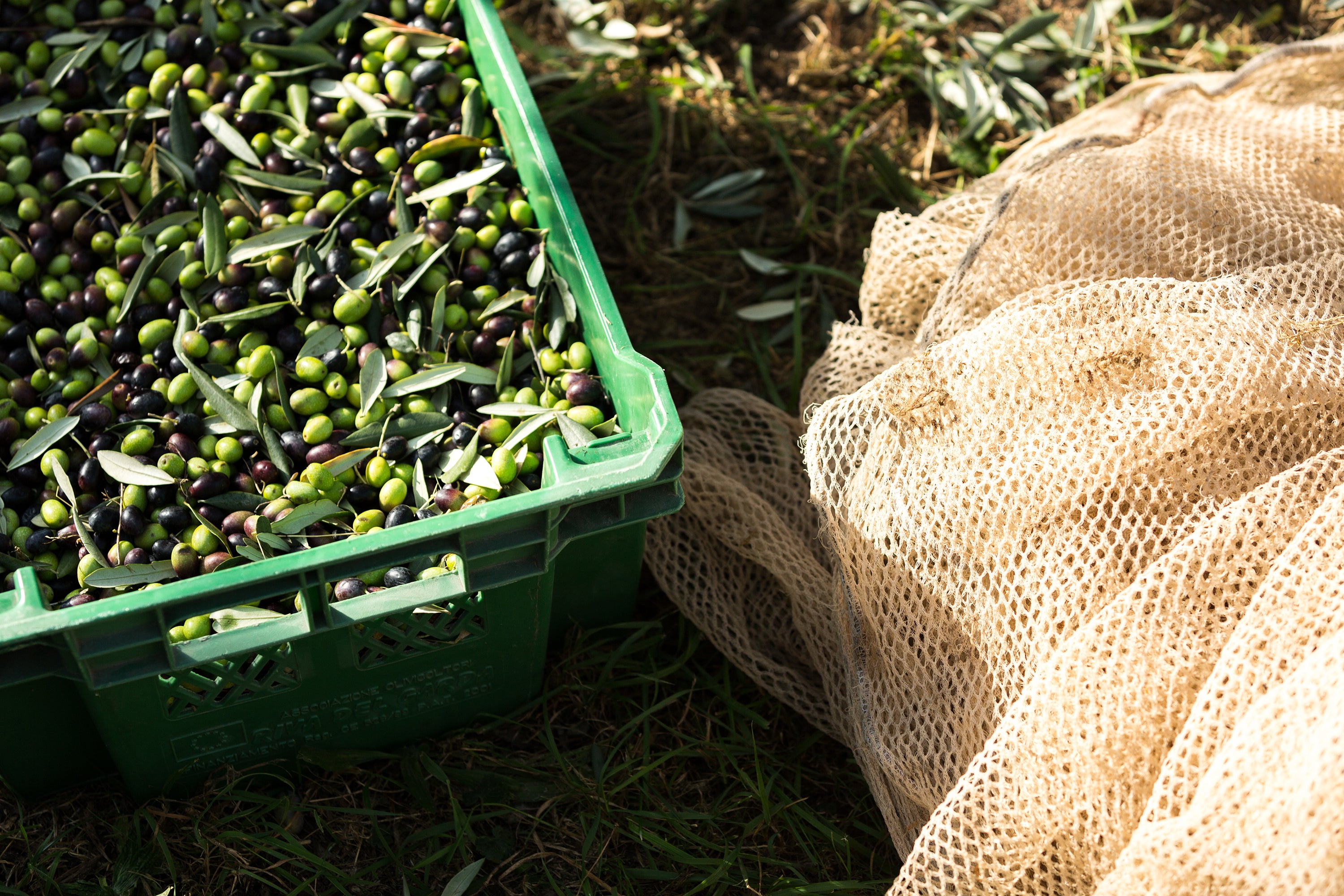 The First New Harvest Oils Are Here