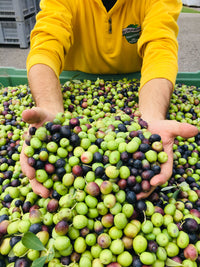 Frantoio Bonamini DOP Veneto Valpolicella
