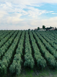 Colonna Granverde Lemon 250ML