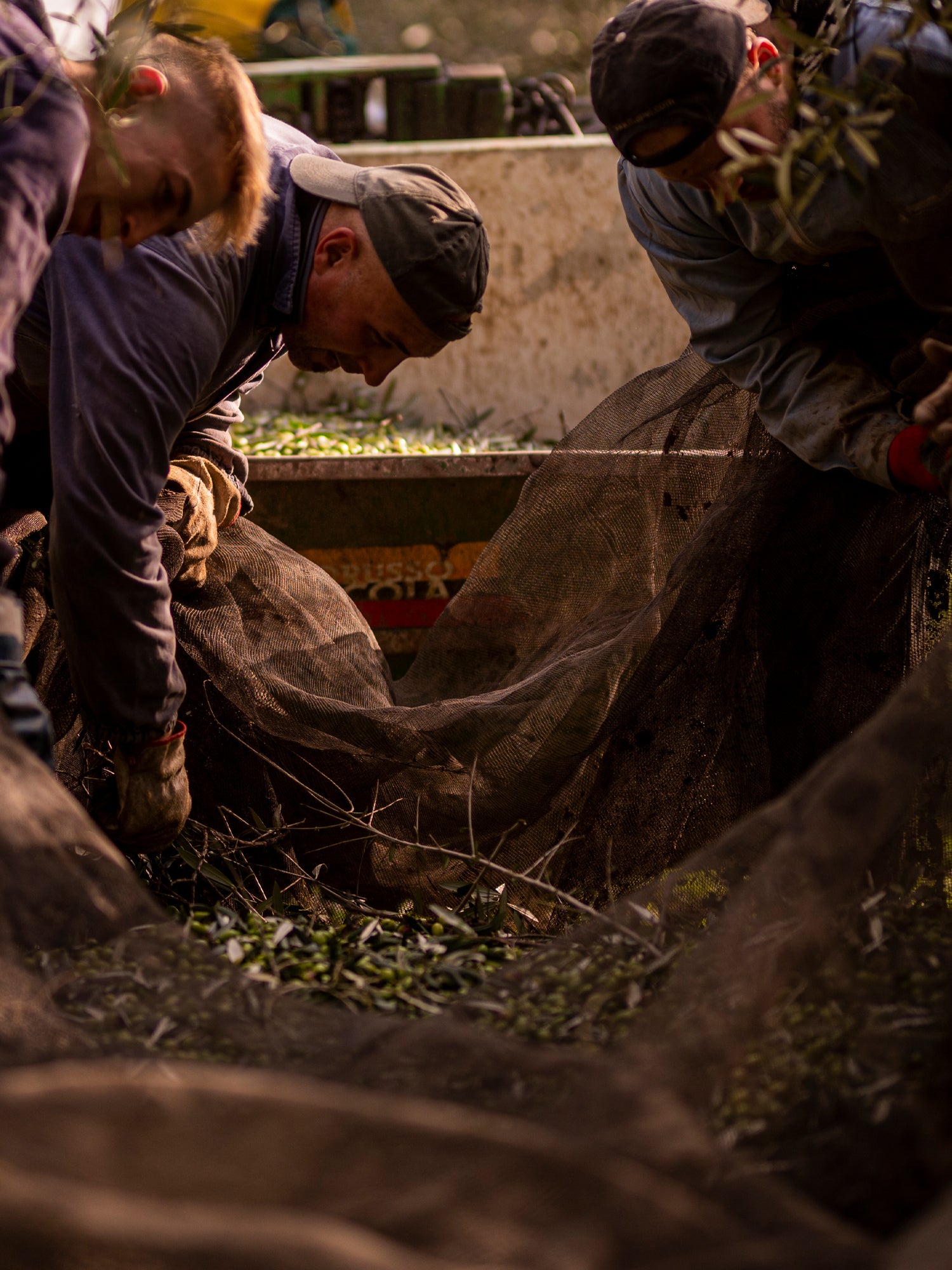 Guglielmi Le Monocultivar Peranzana