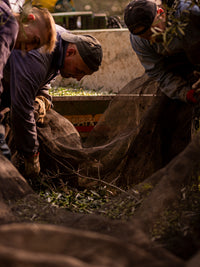 Guglielmi Le Monocultivar Peranzana