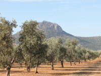 Oleoestepa Arbequina