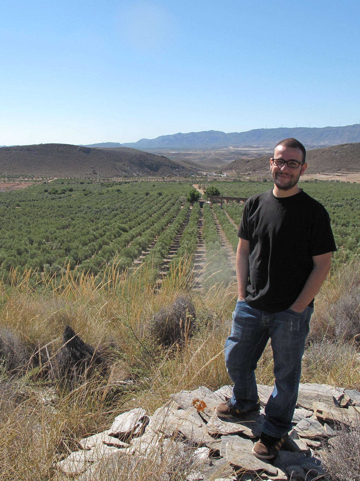 Organic olive groves in Almería, Andalusia, Spain, where Oro del Desierto olives are grown, showcasing traditional Mediterranean olive trees.