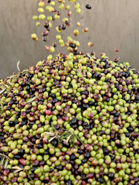 Oro del Desierto Organic 1/10 Novello w/ Gift Box