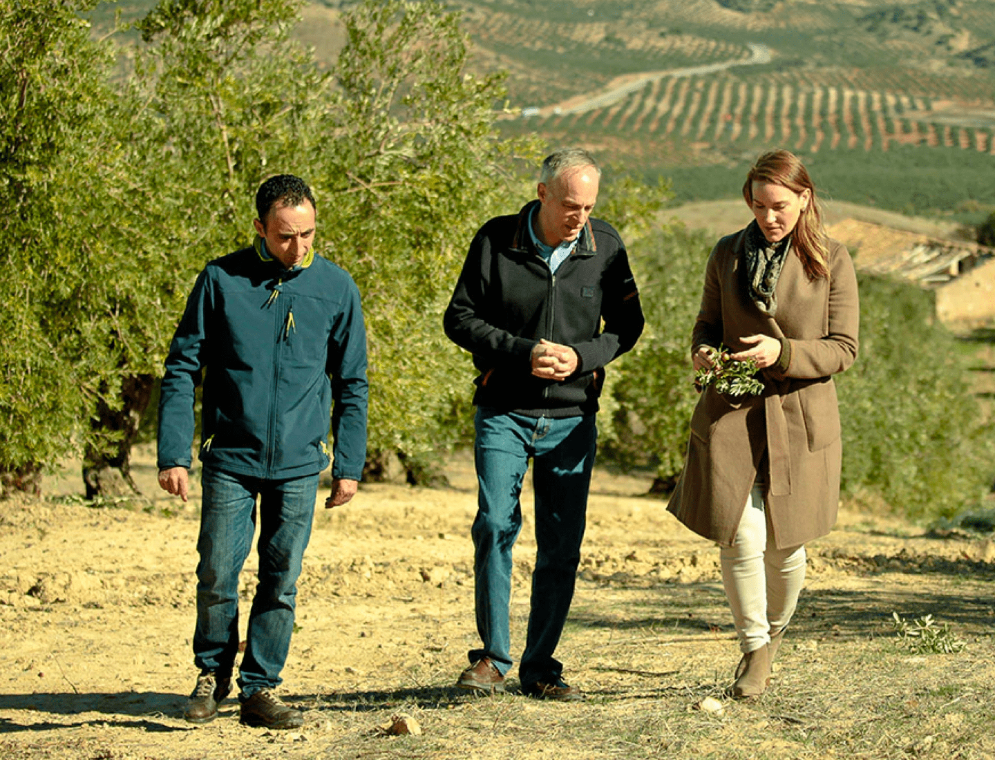 producers walking through olive fields