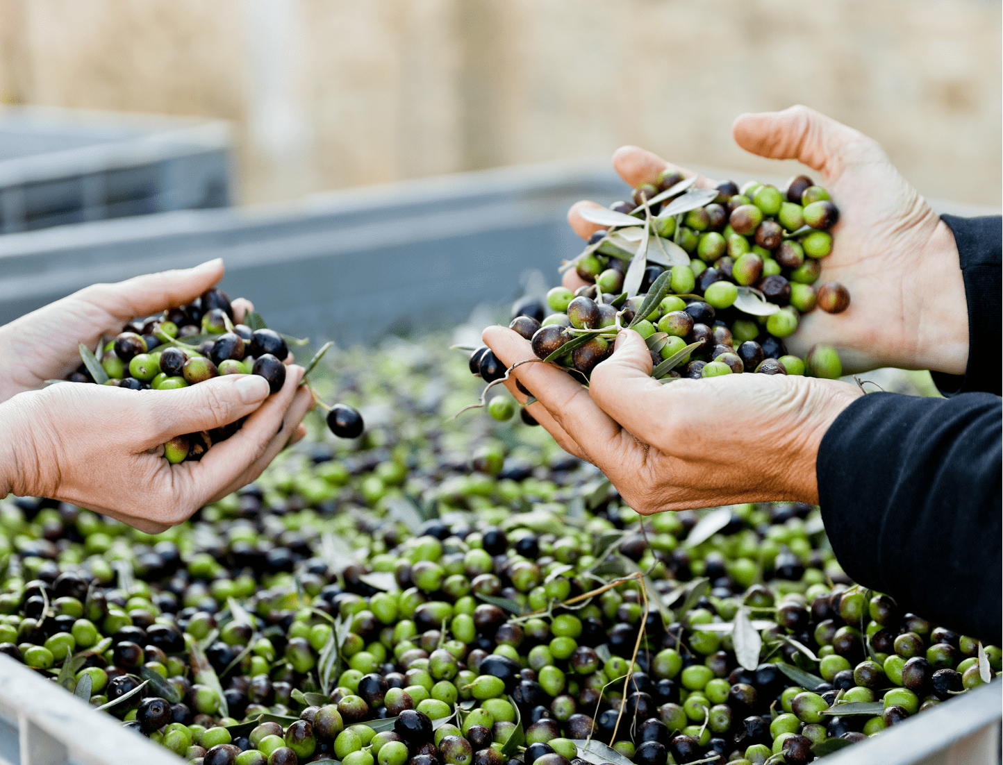 hands examining fresh olives